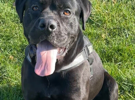 Cane corso