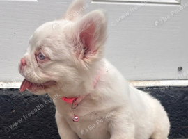 French bulldog fluffy