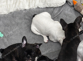 2 beautiful french bulldog puppies for sale 1 brindle male 1 brindle female