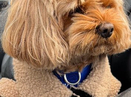 Cavapoo stud