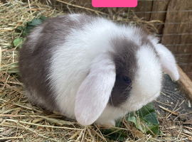 Beautiful Mini lop babies