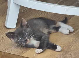 8 weeks old Grey little girl looking for a new lovely family