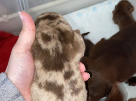 Miniature duchshound puppies