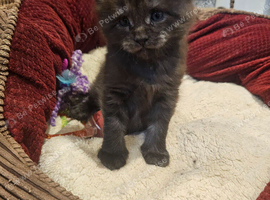 3 male main coon