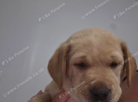 Labrador puppies available