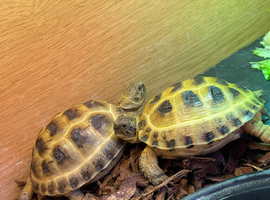 X2 Horsfield tortoises and full set up