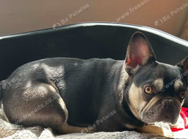 Beautiful frenchie girl black/tan would love a home today, Have a look!