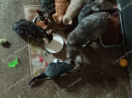 Top quality kittens rare colours