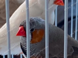 Zebra finches All different colours ready now