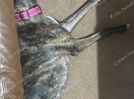 4 year old lurcher