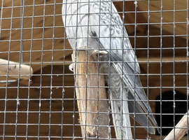 Baby cockatiels, aviary bred, DNA&rsquo;d