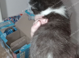 Two kittens looking for there forever home