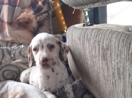 Pedigree Dalmatian puppies