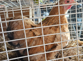 Pekin Bantam Hen
