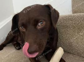 Patterdale terrier age 3