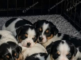 Jack Russell puppies