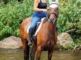 Gorgeous chunky mare