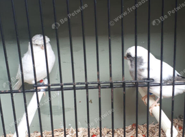 white and cinnamon glosters