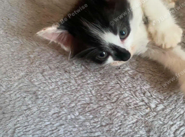 Gorgeous kitten
