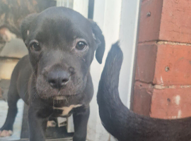 Cane corso mix puppies