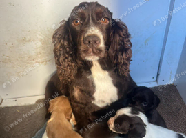 Cocker spaniel puppies