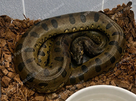 GREEN ANACONDA