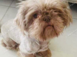 PROVEN lilac\ lavender imperial shihtzu