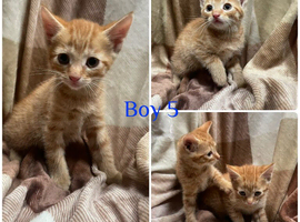 Gorgeous litter of kittens