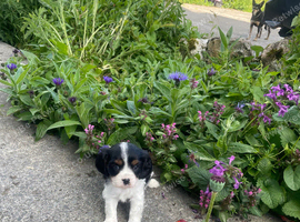K C Reg Cavalier King Charles