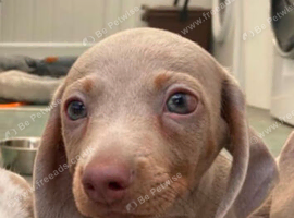 Dashhound
