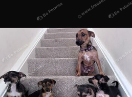 4 beautiful Jack Russell puppies