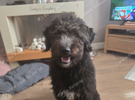 8 month  shepadoodle girls