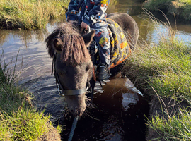 10 year old approx 8hh Shetland gelding. Kids pony or companion