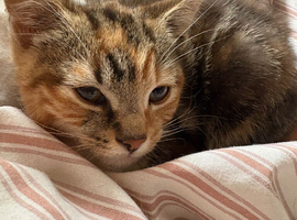Kittens