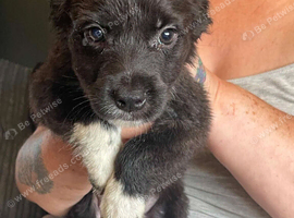 Puppies for sale