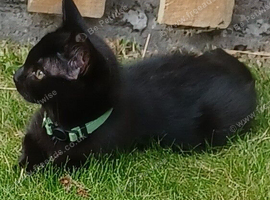 Cute 12 Week Old Female Kitten Looking For A Home
