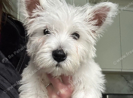 Kc west highland terrier male puppy