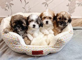 Adorable Shih Tzu Puppies