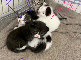 Kittens !!!