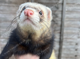 Male ferret