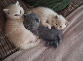 British Shorthair Kittens