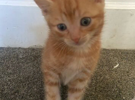 Ginger kitten