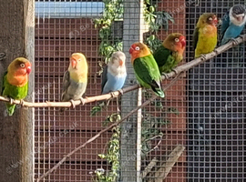 Lovebirds large selection birds