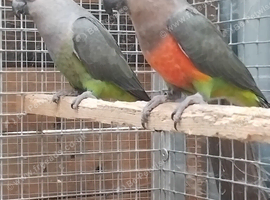 Breeding pair of red bellied parrots available.
