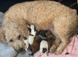 Shih Tzu x Cavapoo puppies in Swansea