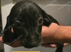Miniature Daschund Pups