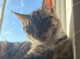 3 beautiful female cats