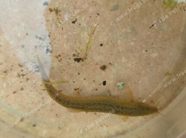 Weather loaches