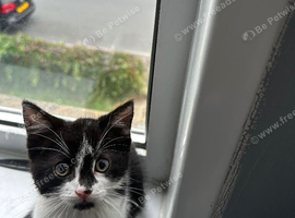 8 week old kitten