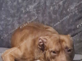 2 year old American Bully stud
